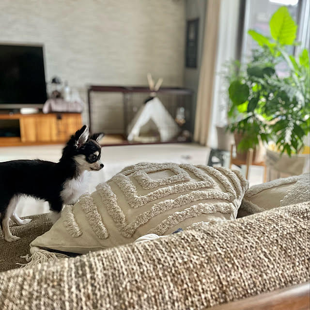 hachiさんの実例写真