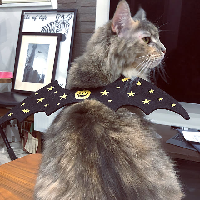 mayumiさんの実例写真