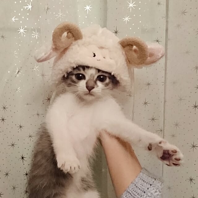 totoko3927さんの実例写真