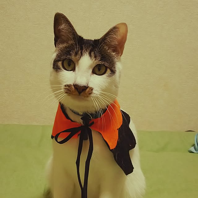 tenさんの実例写真