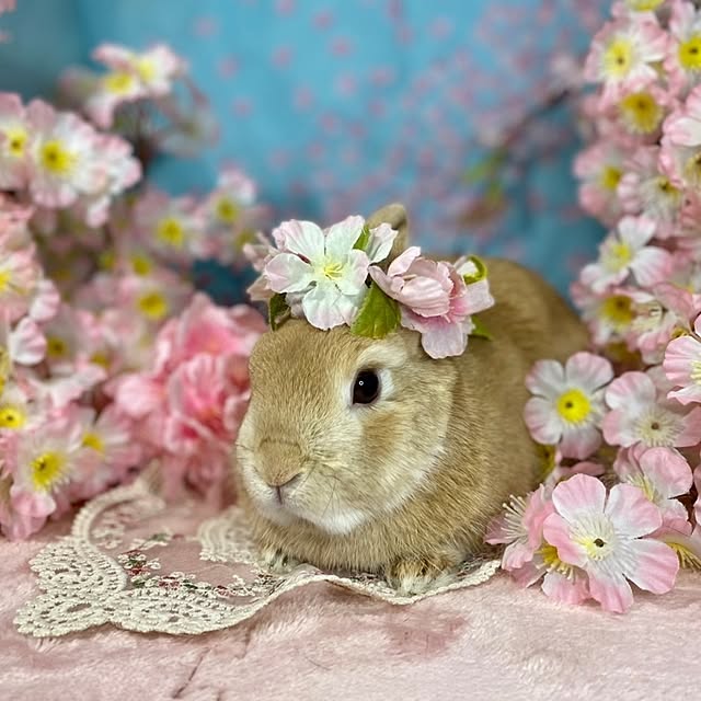 aiさんの実例写真