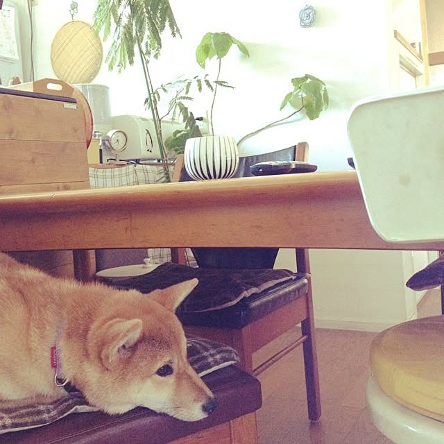 botanさんの実例写真