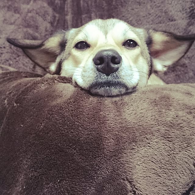 andさんの実例写真
