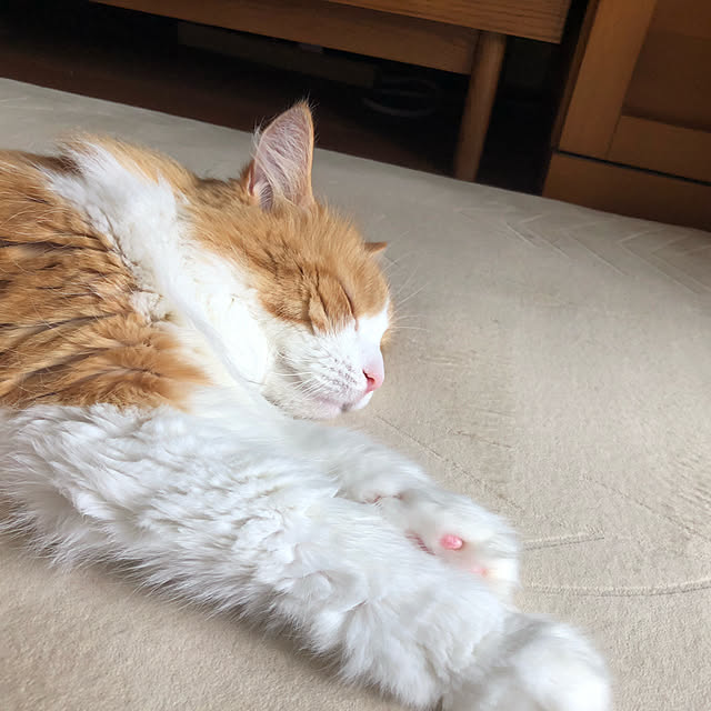 uchidaizuさんの実例写真