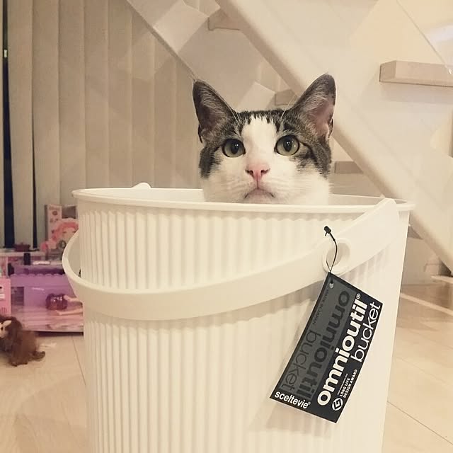 runayucoさんの実例写真