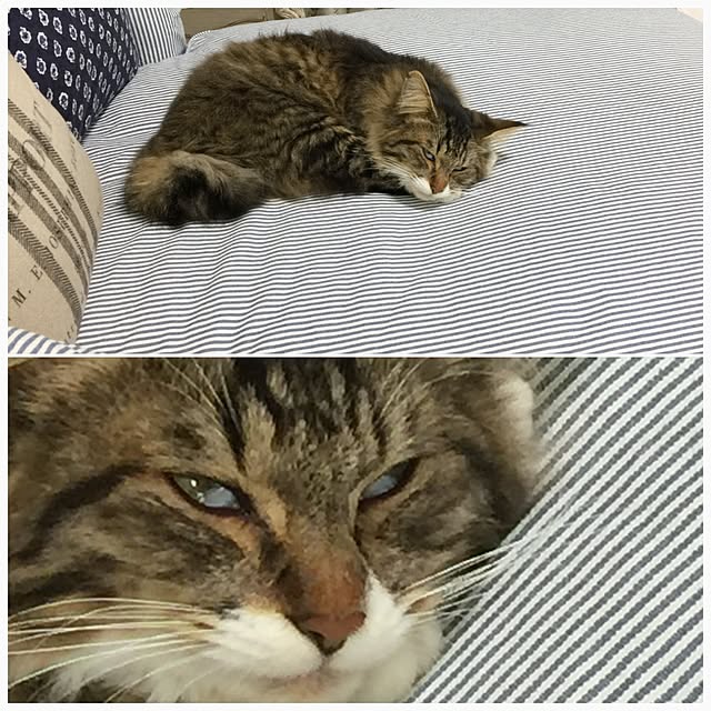 yuchiさんの実例写真
