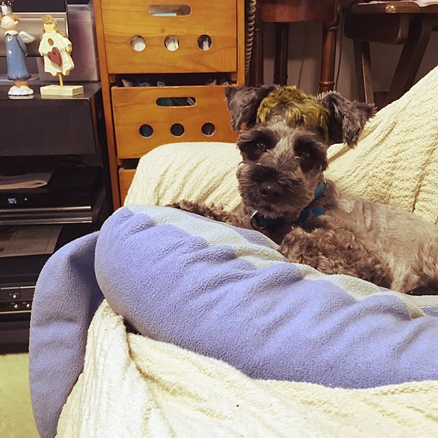 windyさんの実例写真