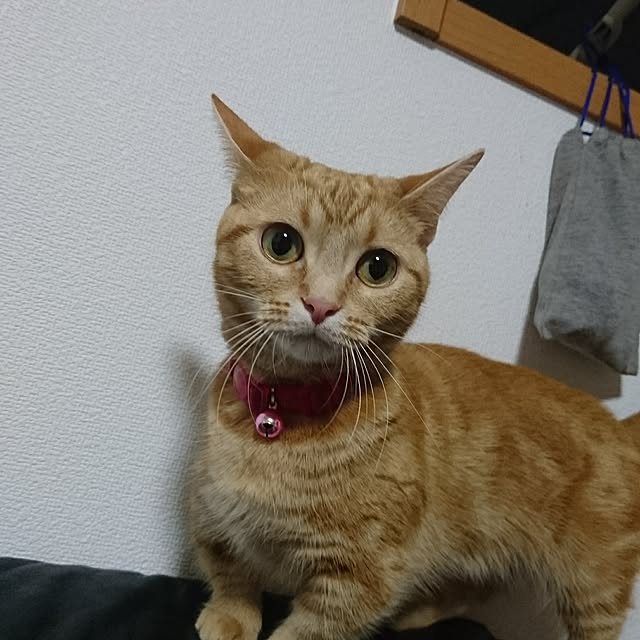 shinobuさんの実例写真
