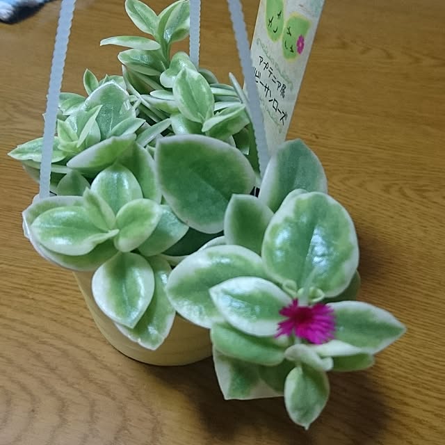 shinobuさんの実例写真