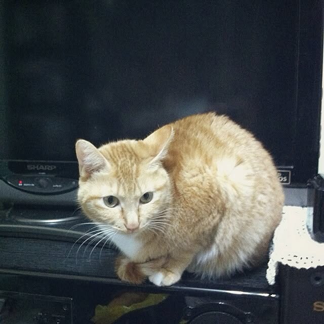 Yasumiさんの実例写真