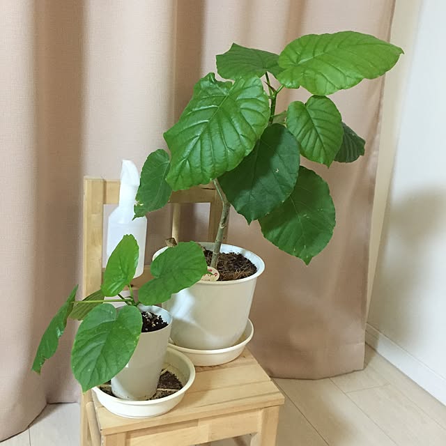 mariさんの実例写真