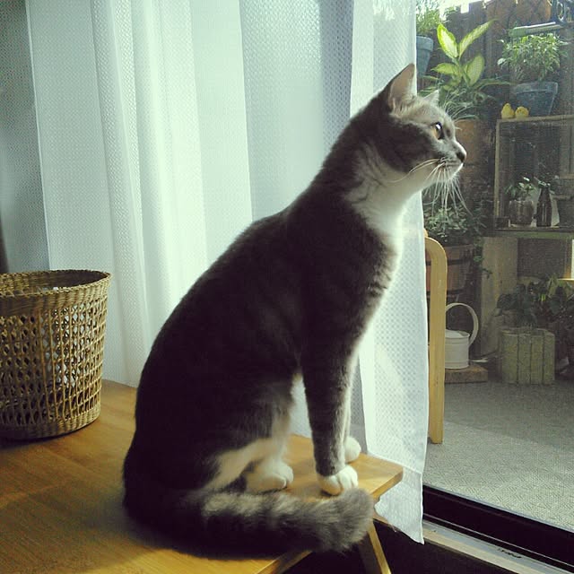 lovepandaさんの実例写真