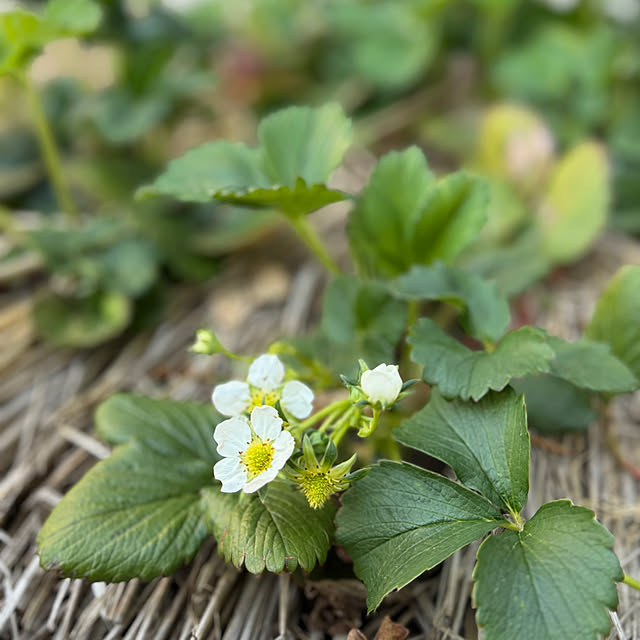 kurinokiさんの部屋