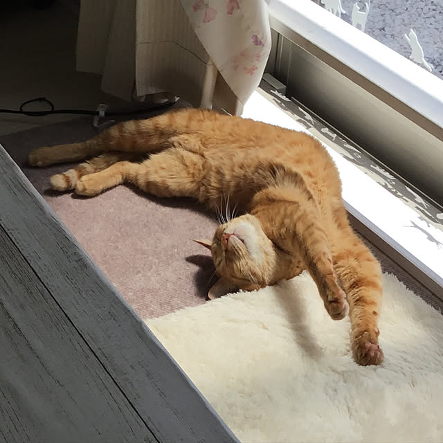komineさんの実例写真