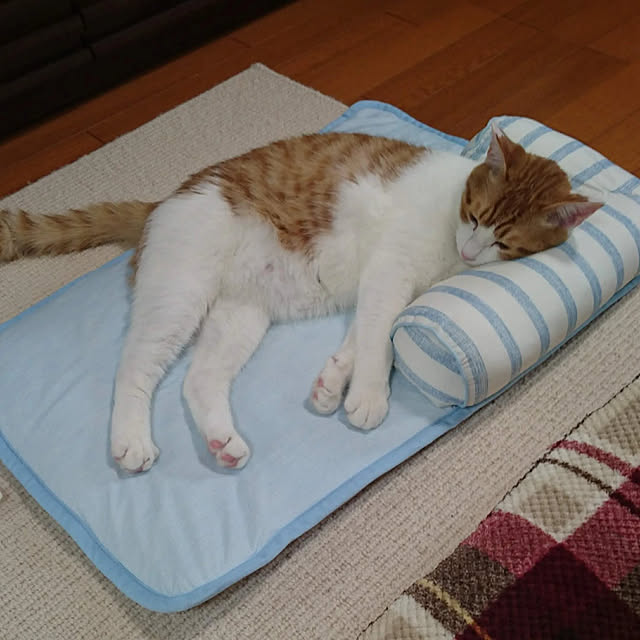 部屋全体/ねこ/Nクール/ニトリ/ねこ部...などのインテリア実例 - 2021-08-12 13:43:09