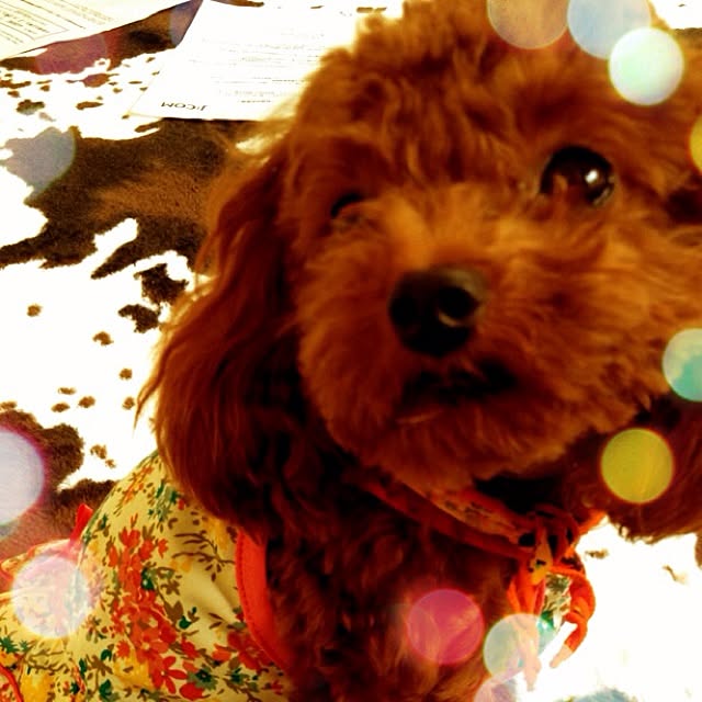 cocoさんの実例写真