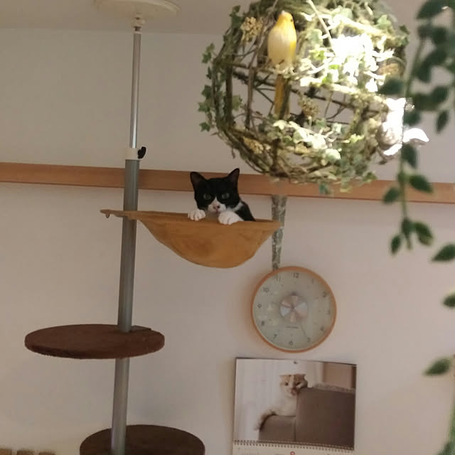 Gomaさんの実例写真