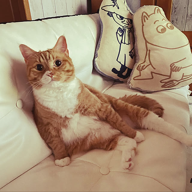 CATさんの実例写真