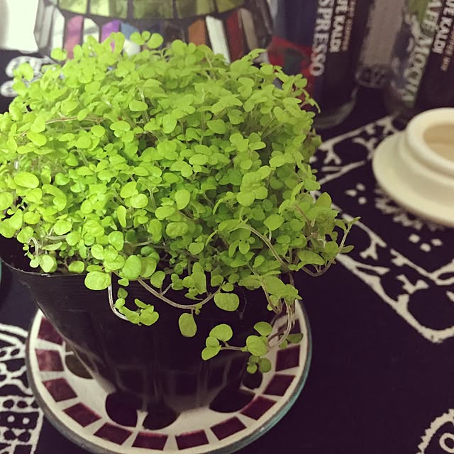 部屋全体/植物/観葉植物のインテリア実例 - 2015-01-27 19:21:32