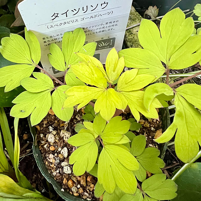 hinamamaさんの部屋