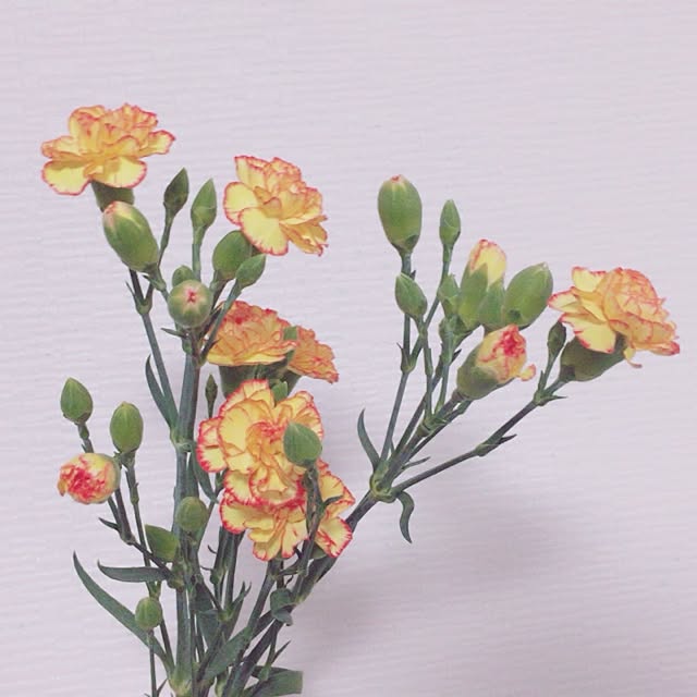 RenaAcAvさんの実例写真