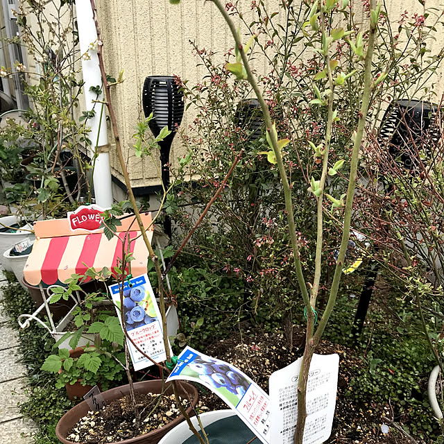 fuuujan10さんの実例写真