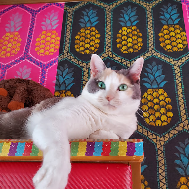 kumutanさんの実例写真