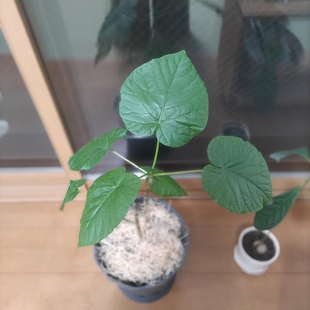 sakiさんの部屋