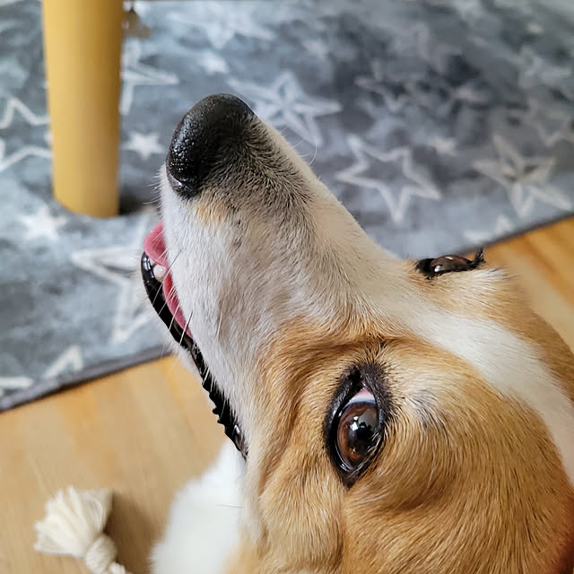 akimameさんの実例写真