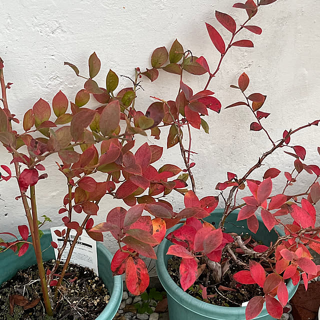 makigonさんの実例写真