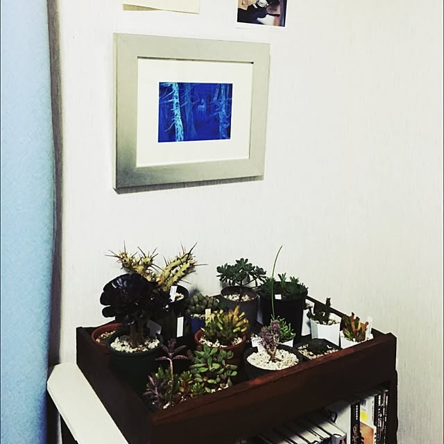 棚/植物/多肉植物/DIY/一人暮らしのインテリア実例 - 2016-05-20 23:26:11