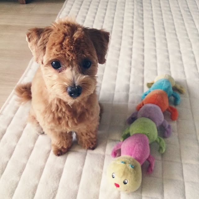 macoさんの実例写真