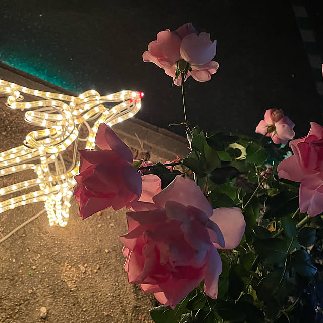 kuikoさんの実例写真