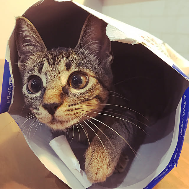 akkyさんの実例写真
