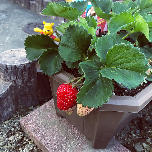 mirugooさんの実例写真