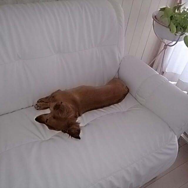 TOMOさんの実例写真