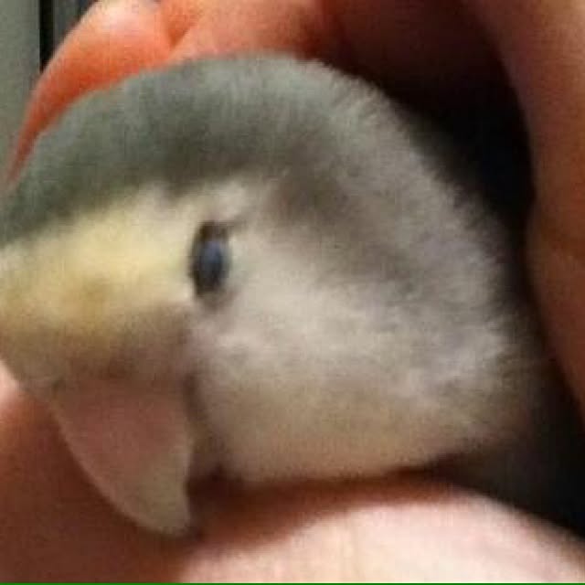 Chicoさんの実例写真
