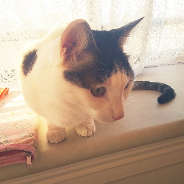 sakuraさんの実例写真