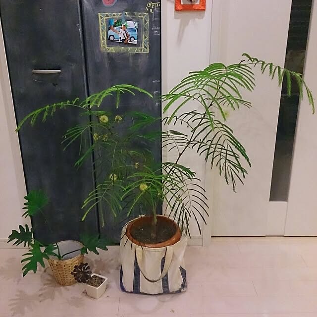 urchinさんの実例写真