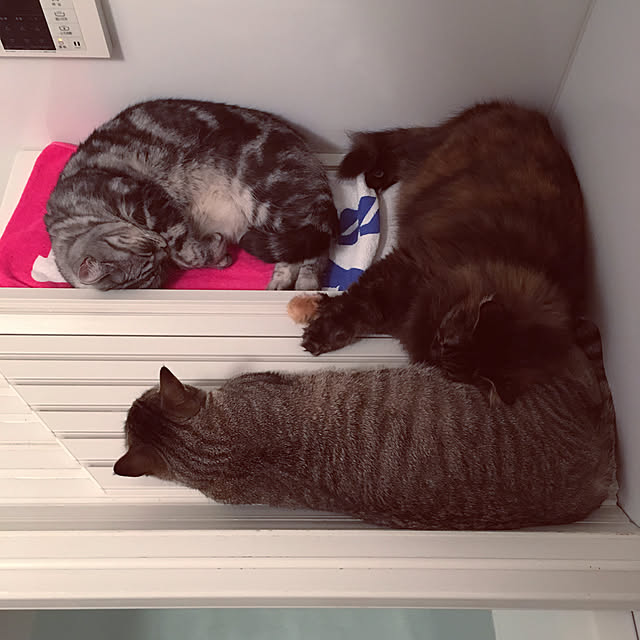 mikomaruさんの実例写真