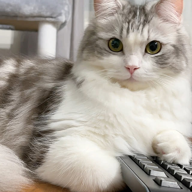 cotoriさんの部屋