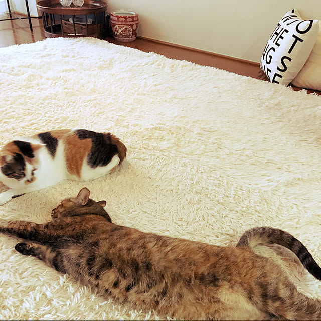 nemukojiさんの実例写真