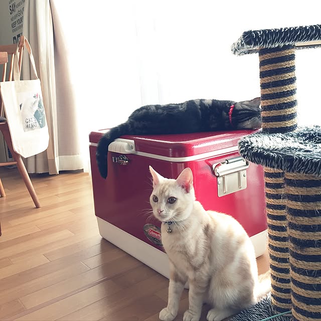 hiyupan88さんの実例写真