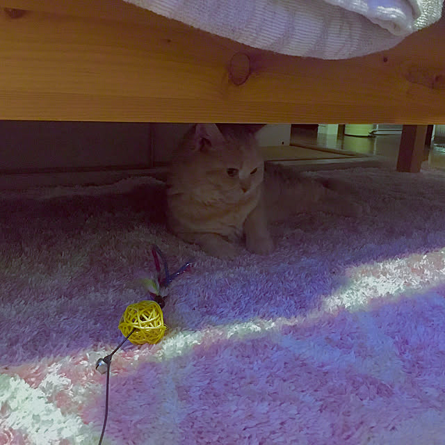 naokoさんの実例写真