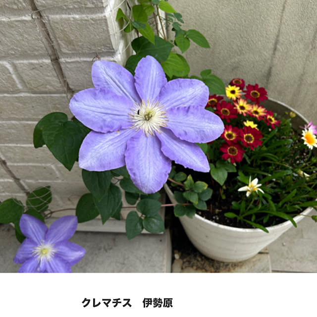 sukkorobiさんの実例写真