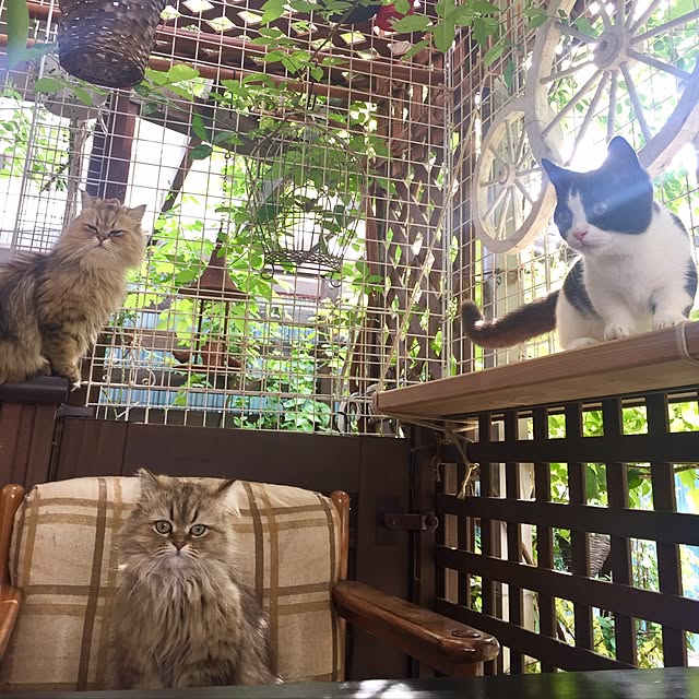 butachanさんの実例写真