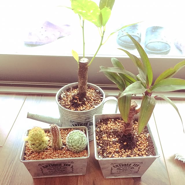 棚/ダイソー/多肉植物/観葉植物/100均のインテリア実例 - 2016-03-05 15:24:26