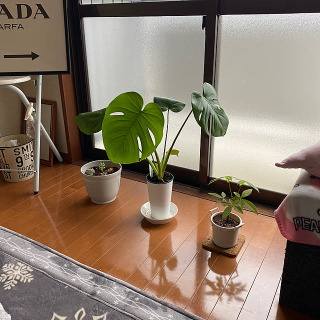 賃貸でも楽しく♪/観葉植物/リビングのインテリア実例 - 2023-03-18 11:14:11