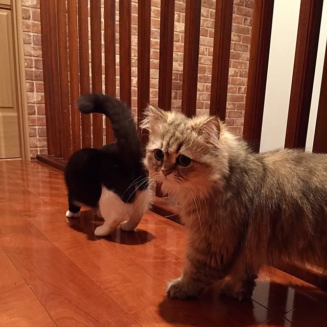 butachanさんの実例写真