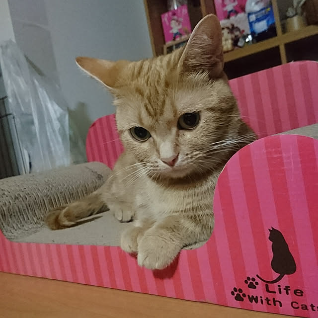 shinobuさんの実例写真
